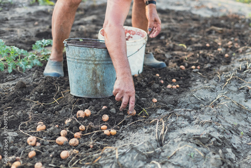 Wallpaper Mural A man collects potatoes with his hands in the garden. Torontodigital.ca