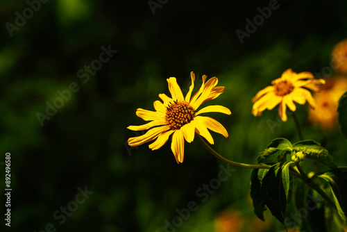 Wallpaper Mural Rudbekia (Rudbeckia) Torontodigital.ca