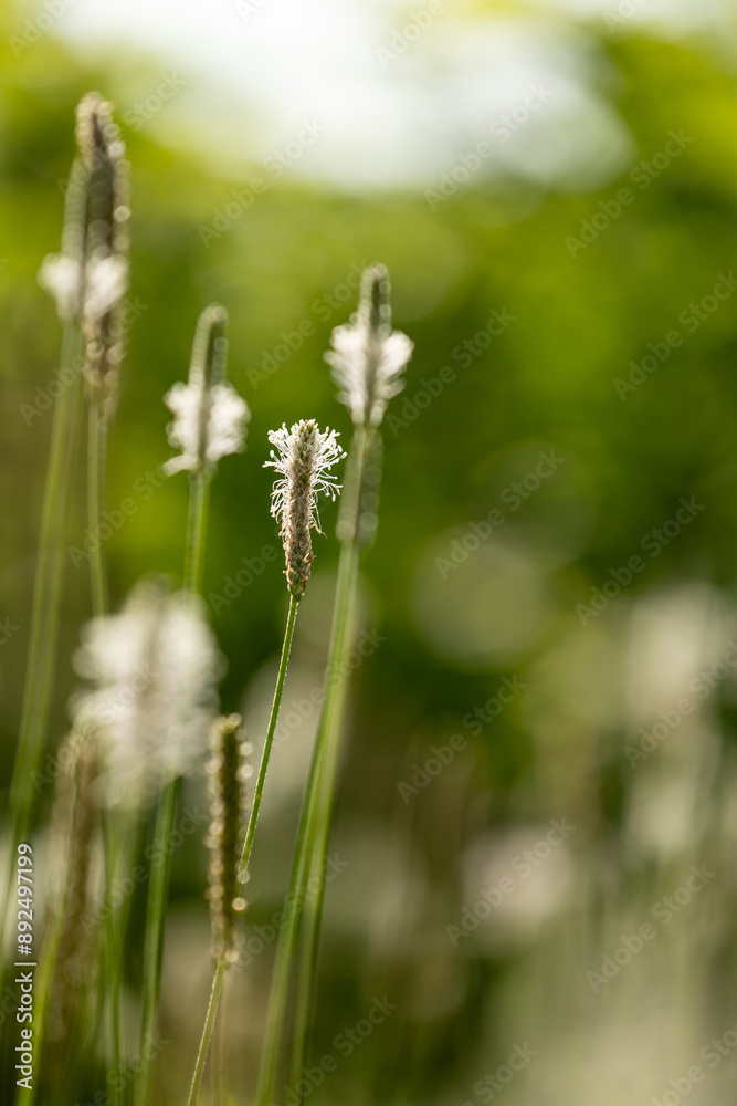Obraz premium Small flowers of hoary plantain blooming in the meadow. Beautiful Summer scenery of Latvia, Northern Europe.