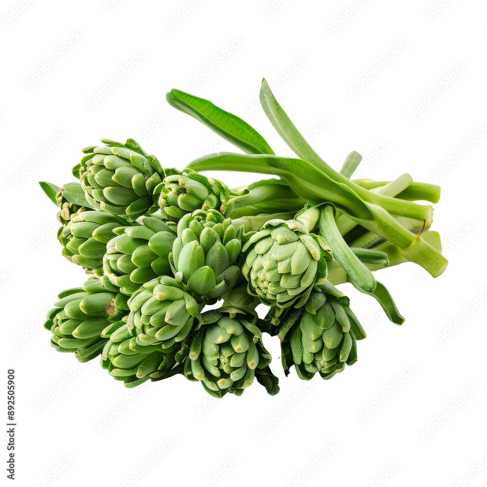 Isolated Green Hyacinth Bean Pods with Stems Without Background. Isolated Green Hyacinth Bean Pods with Stems Without Background.