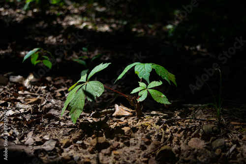 plant in the ground