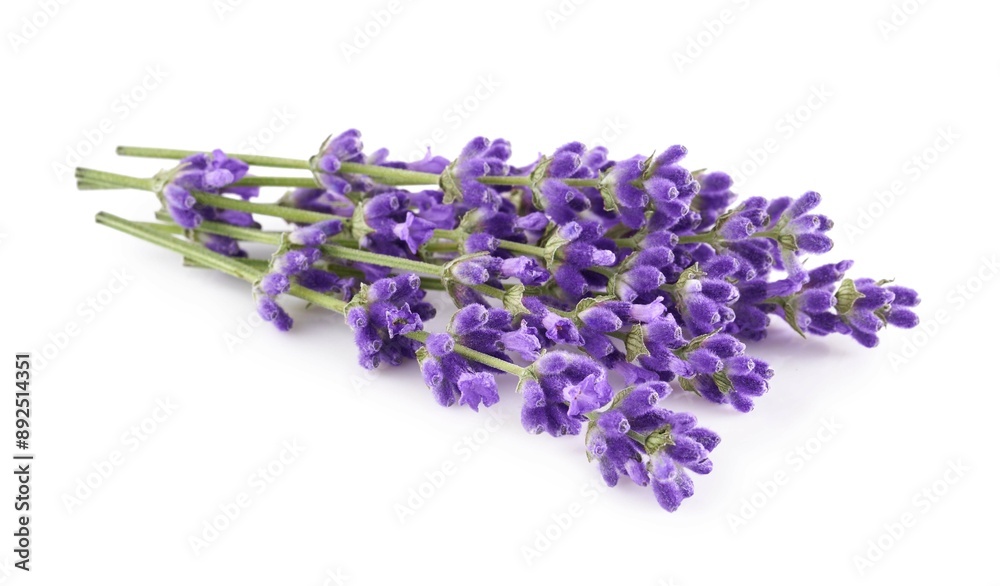 Lavender flowers isolated on white background Lavender flowers isolated on white background