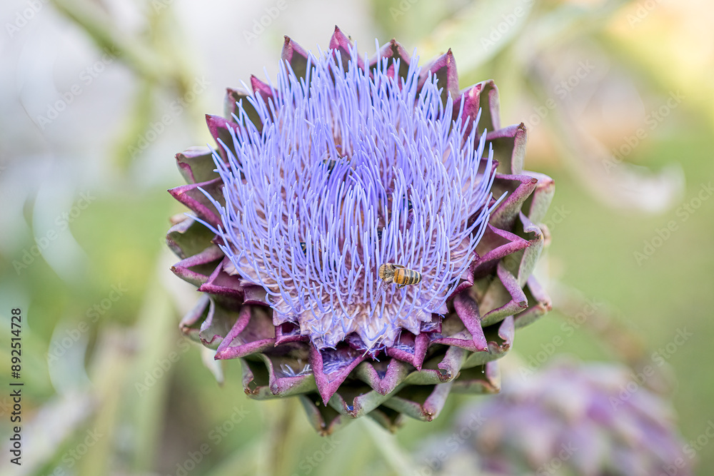 Abeille Butinant une Fleur d'Artichaut