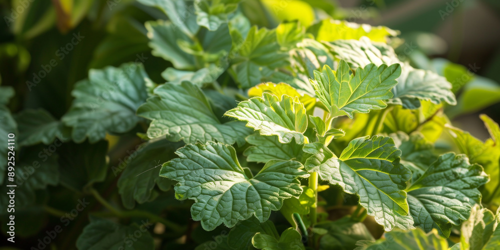 Lush patchouli plant in a shaded corner Lush patchouli plant in a shaded corner