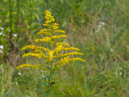 Blütenstand der Kanadischen Goldrute, Solidago canadensis photo