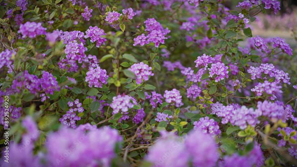 Vibrant purple lantana camara blossoms flourishing in the outdoor ambience of murcia, spain. Vibrant purple lantana camara blossoms flourishing in the outdoor ambience of murcia, spain.