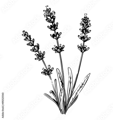 lavender plant engraving black and white outline