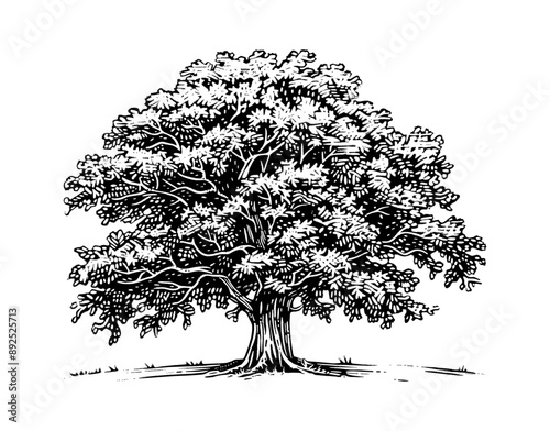 oak tree engraving black and white outline