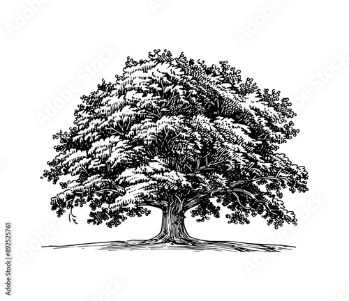 oak tree engraving black and white outline