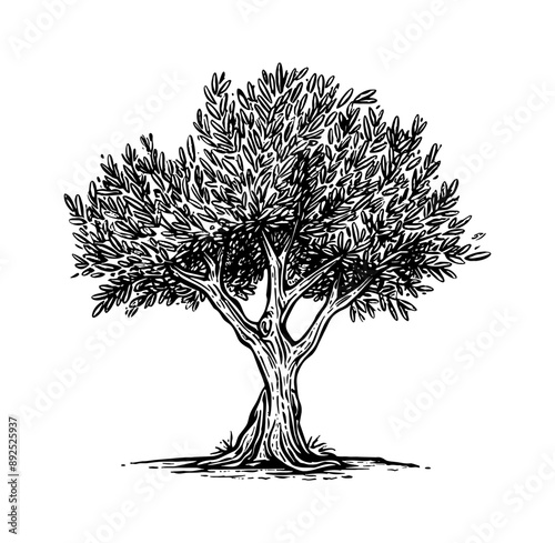 olive tree engraving black and white outline