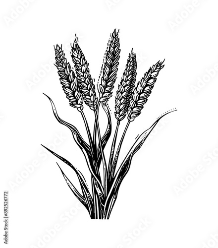 wheat plant engraving black and white outline