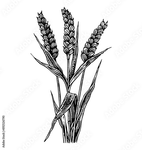 wheat plant engraving black and white outline