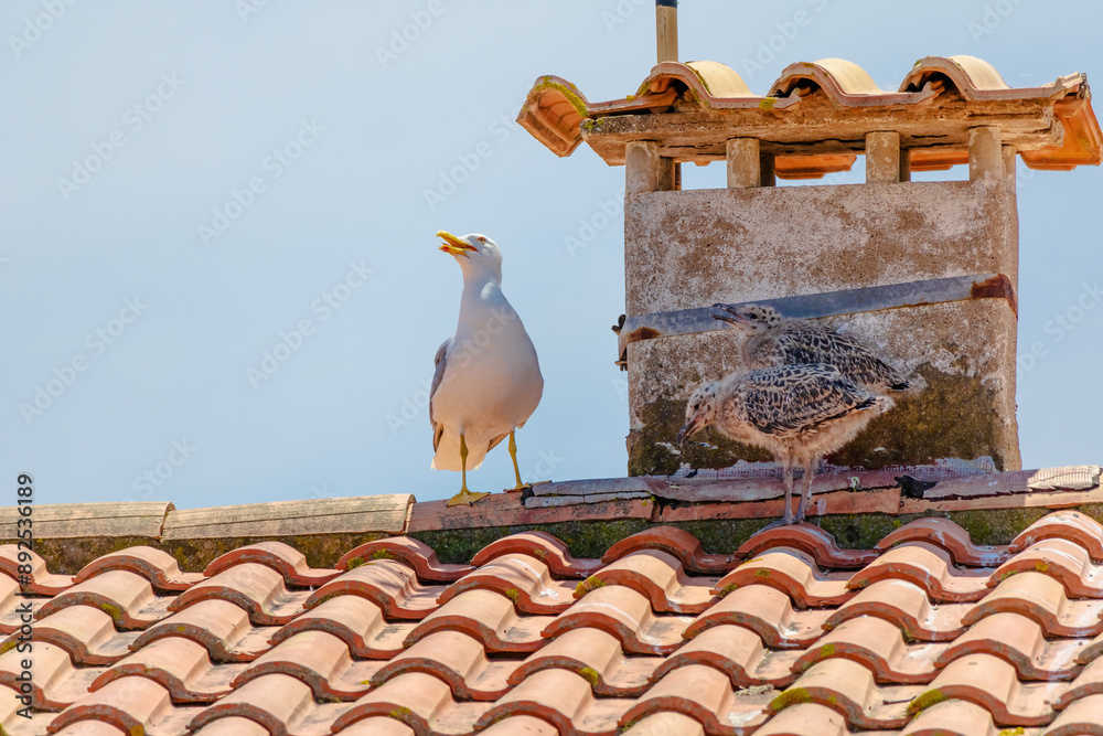 Baby seagull birds are perched on a red roof Baby seagull birds are perched on a red roof
