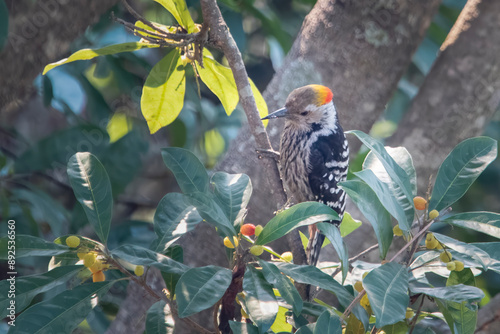 brown-fronted woodpecker or Dendrocoptes auriceps in Binsar, Uttarakhand, India photo