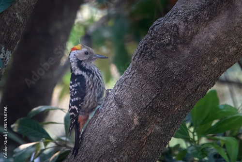 brown-fronted woodpecker or Dendrocoptes auriceps in Binsar, Uttarakhand, India photo