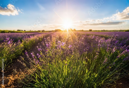 Purple Lavender Fields at Sunrise