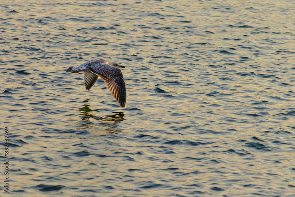 Fototapeta premium A seagull is flying over the water