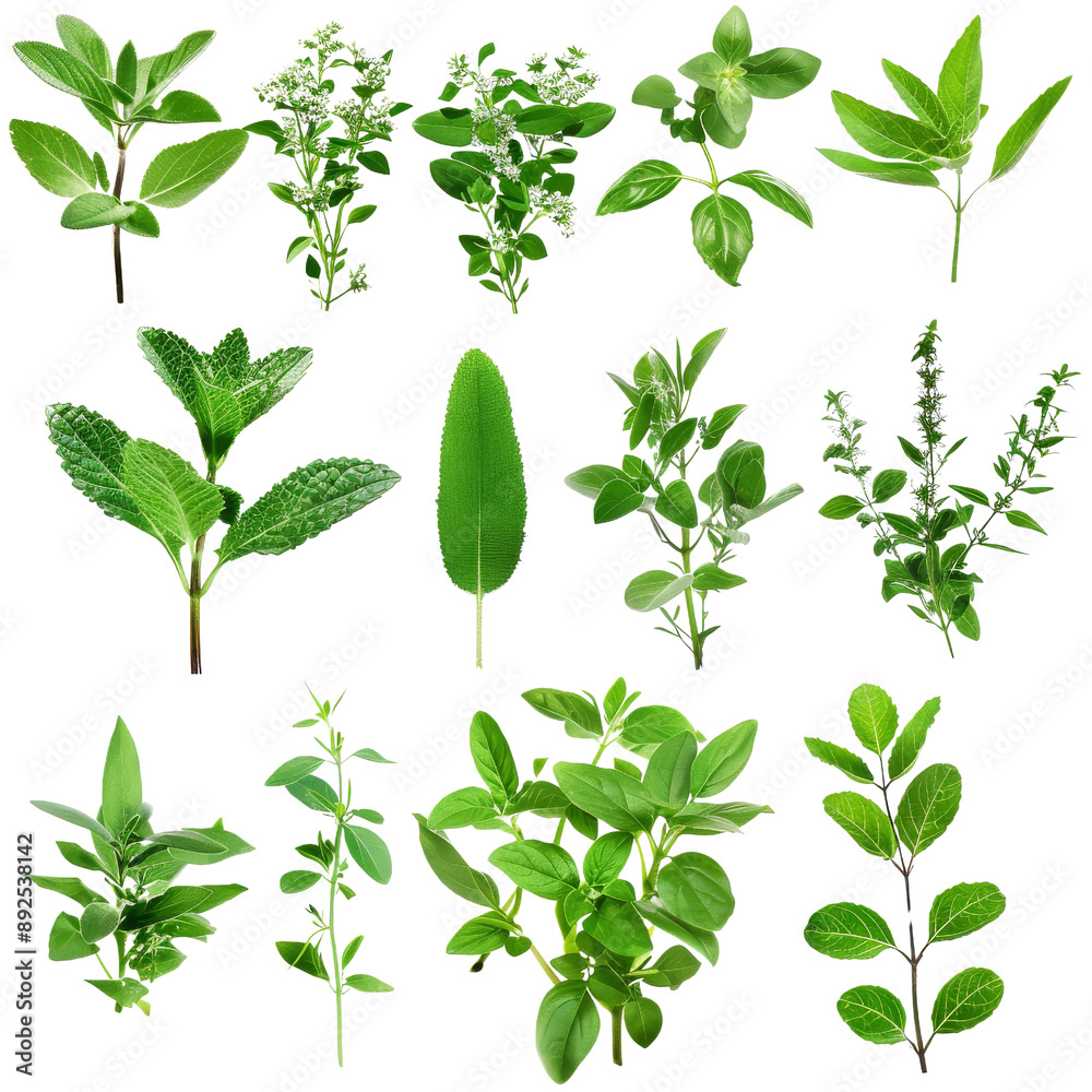 Assorted Fresh Green Herbs Isolated Without Background Assorted Fresh Green Herbs Isolated Without Background