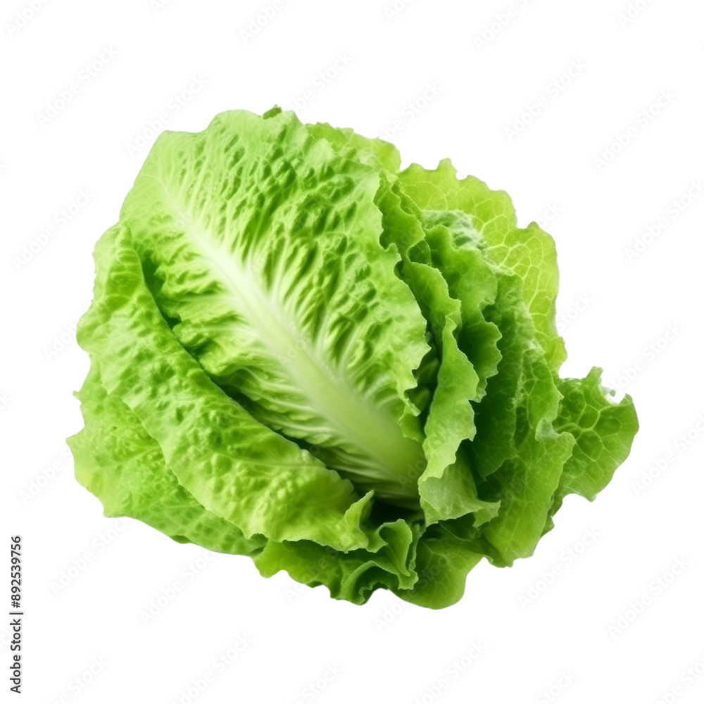 Fresh Iceberg Lettuce Isolated Without Background for Culinary Use. Fresh Iceberg Lettuce Isolated Without Background for Culinary Use.