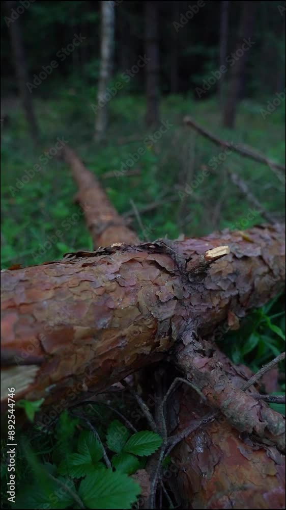 Felled fir trees lie on top of each other in the forest. sstkVertical Felled fir trees lie on top of each other in the forest. sstkVertical