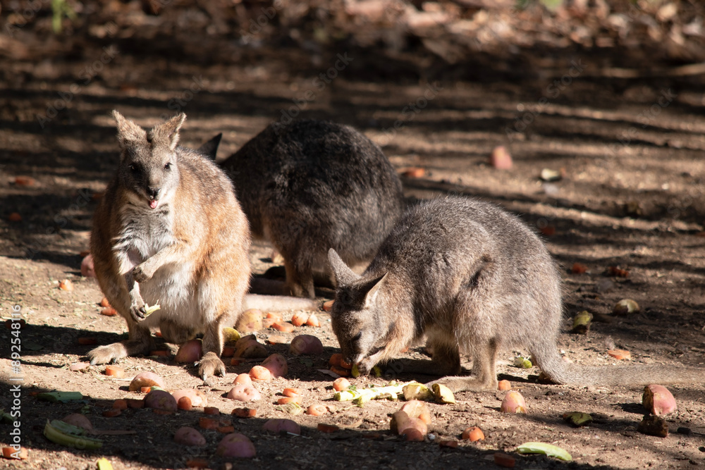 The Red Necked Wallaby Has Mostly Tawny Grey Fur, With A White Chest And Belly, And A Dark Brown Muzzle, Paws And Feet. It Is Has A Red-Tinted Fur On The Back Of Its Neck And Shoulders. The Red Necked Wallaby Has Mostly Tawny Grey Fur, With A White Chest And Belly, And A Dark Brown Muzzle, Paws And Feet. It Is Has A Red-Tinted Fur On The Back Of Its Neck And Shoulders.