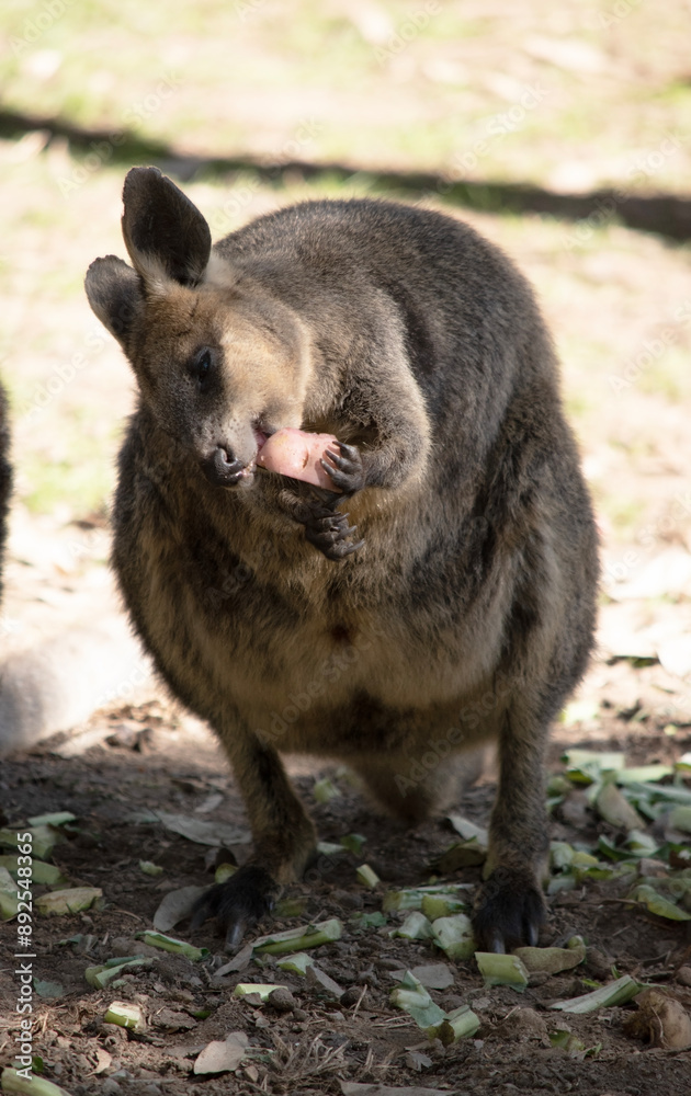 The Red Necked Wallaby Has Mostly Tawny Grey Fur, With A White Chest And Belly, And A Dark Brown Muzzle, Paws And Feet. The Red Necked Wallaby Has Mostly Tawny Grey Fur, With A White Chest And Belly, And A Dark Brown Muzzle, Paws And Feet.