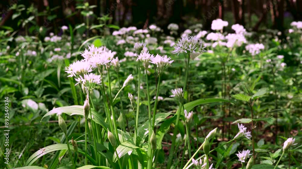 Low panning shot of a woodland filled with wild garlic flowers and plants Low panning shot of a woodland filled with wild garlic flowers and plants