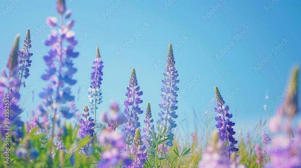 Naklejka premium A field of lupines blooming under a clear blue sky.
