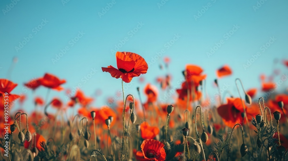 Obraz premium A field of poppies under a clear blue sky, with bright red petals.