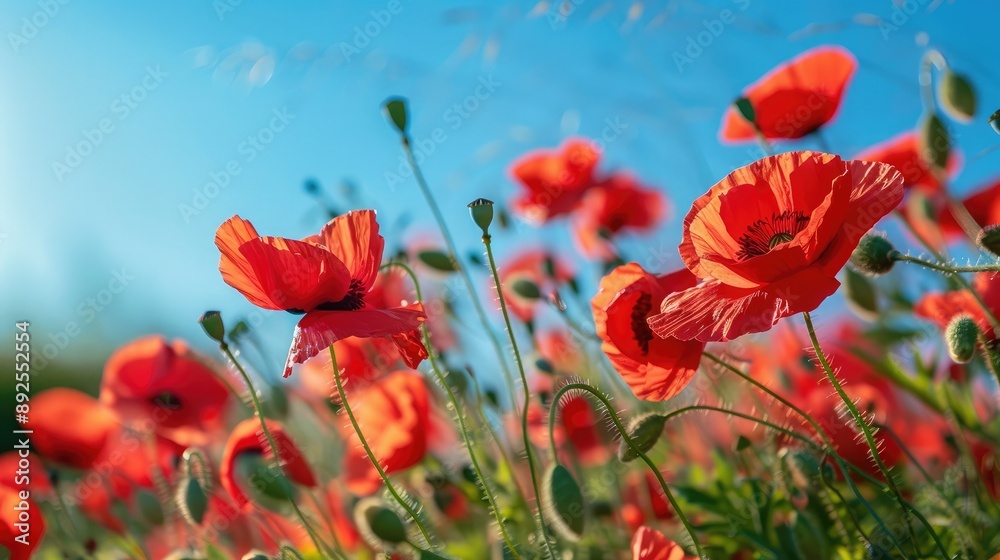 Obraz premium A field of poppies under a clear blue sky, with bright red petals.