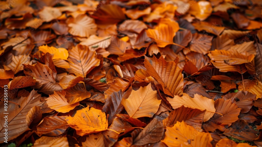 Autumn leaves on the forest floor. Autumn leaves on the forest floor.