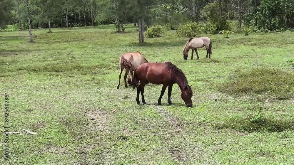 Beautiful horses grazing in a large green pasture Beautiful horses grazing in a large green pasture