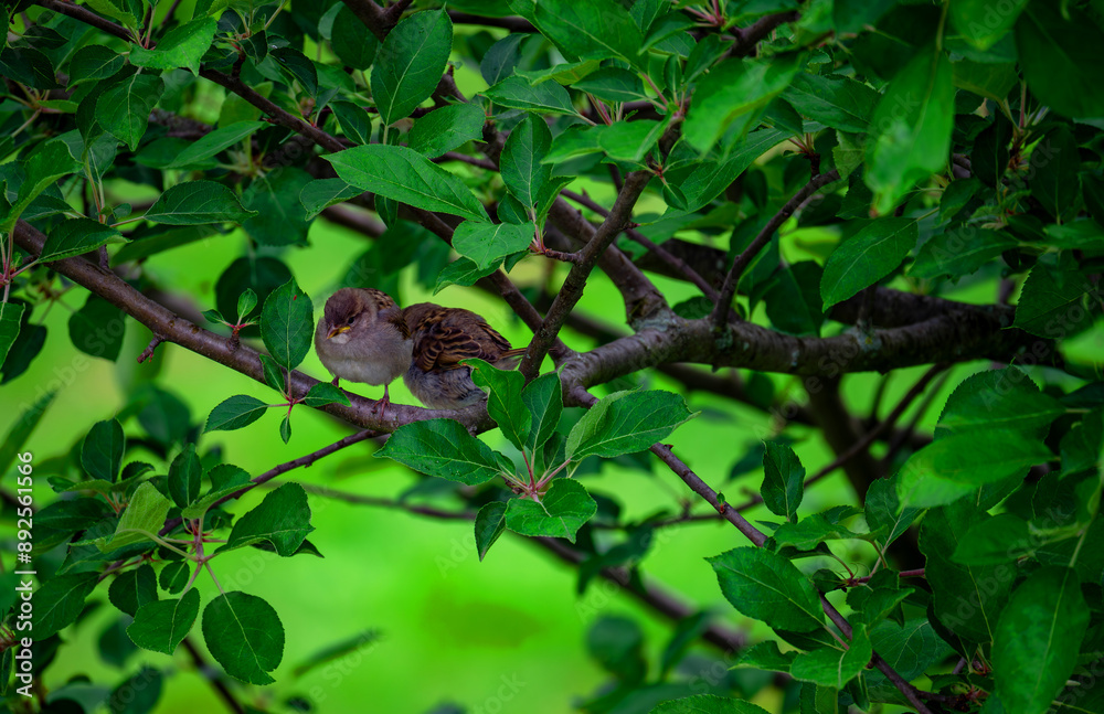 Fototapeta premium Babies robin on the branch waiting for Mom to feed them. 
