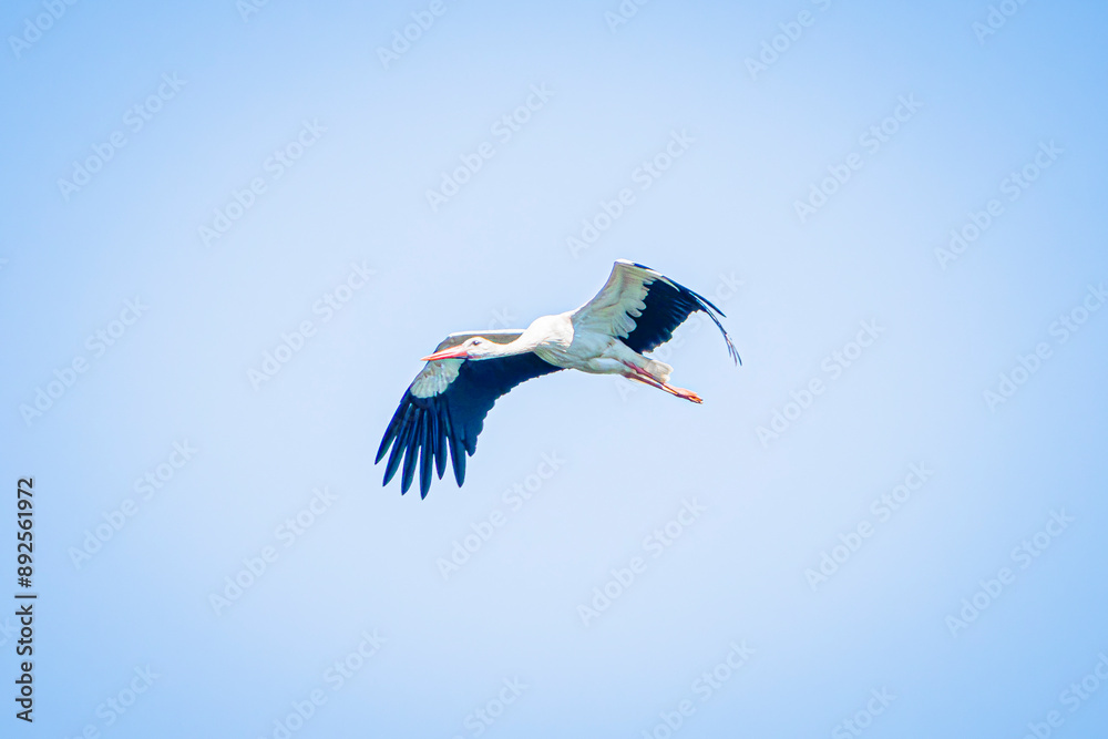 Obraz premium white stork