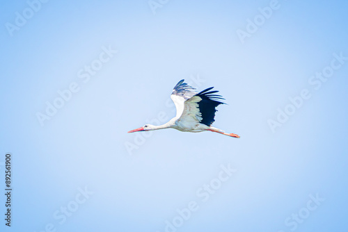 white stork