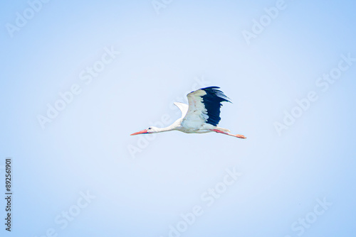 white stork