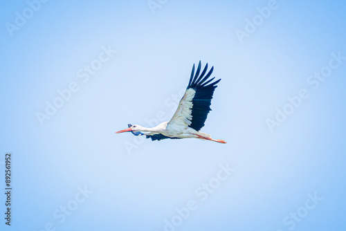 white stork