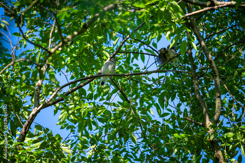 Baby blue jay on the branch