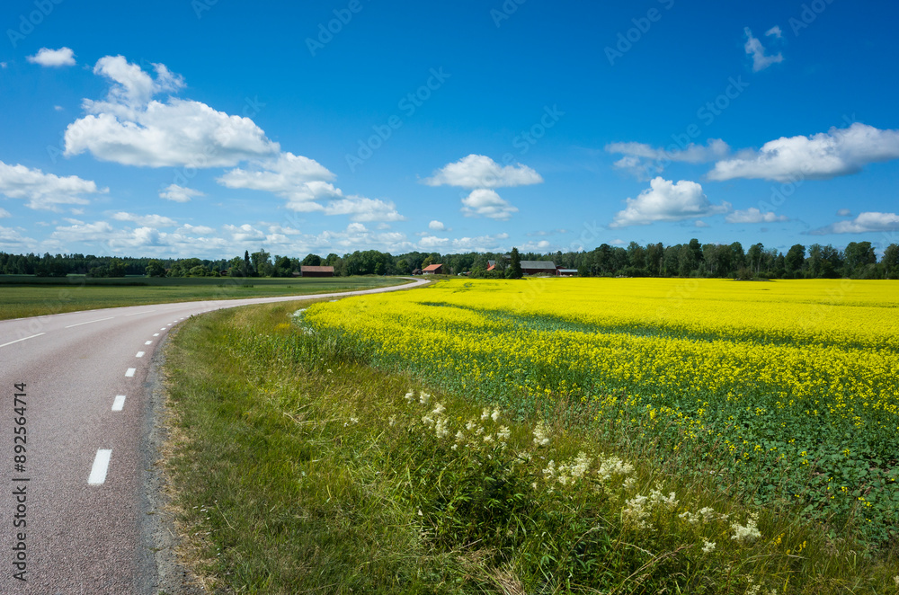 Obraz premium Yellow flowering rapeseed field by the road against blue sky with white clouds on a summer sunny day, Swedish countryside, Västmanland, Sweden