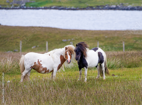 Cute and wild Shetland pony roaming the Shetland islands, Scotland