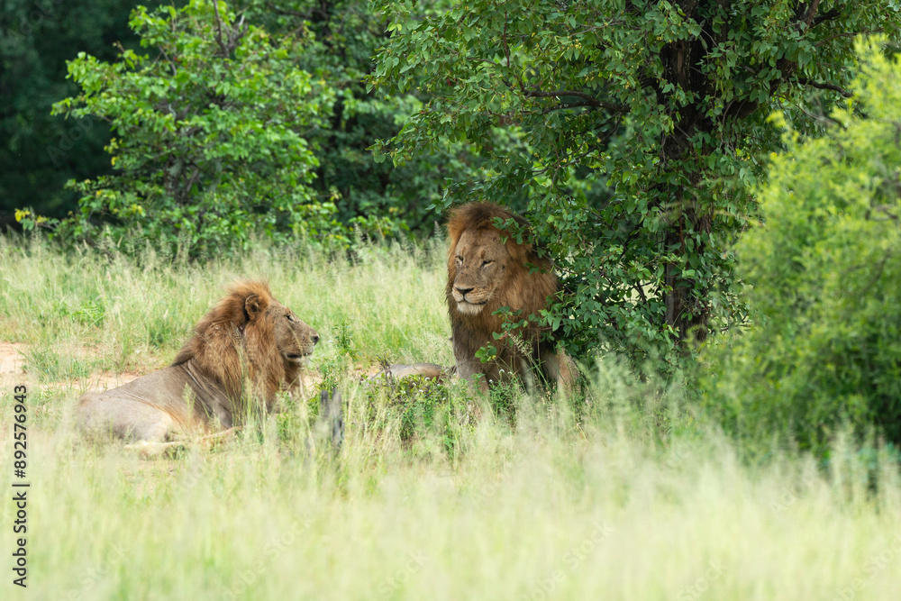 Naklejka premium lion, mâle, Panthera leo, Parc national Kruger, Afrique du Sud
