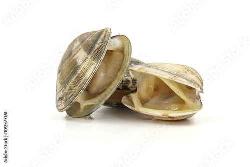 Closed up fresh baby clams, venus shell, shellfish, carpet clams, short necked clams, as raw food from the sea are the seafood ingredients. fresh clams Background. photo