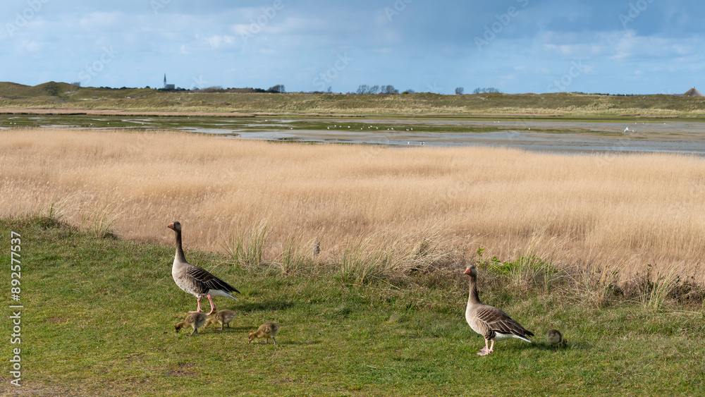 Oie cendrée, Anser anser, Greylag Goose, jeune, femelle, Parc national, Mer des Wadden, île de la Frise, Ile Texel, Pays Bas