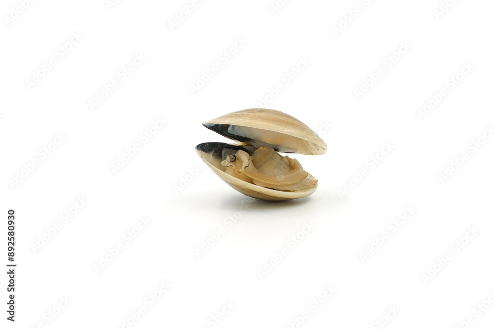 Closed up fresh baby clams, venus shell, shellfish, carpet clams, short necked clams, as raw food from the sea are the seafood ingredients. fresh clams Background. seafood.Isolated on white background Closed up fresh baby clams, venus shell, shellfish, carpet clams, short necked clams, as raw food from the sea are the seafood ingredients. fresh clams Background. seafood.Isolated on white background