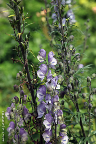 Macro image of Monk's hood blooms, Derbyshire England
 photo