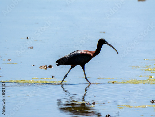 Glossy Ibis in Wetland (Plegadis falcinellus) photo