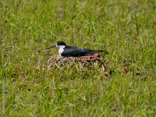 Black-Winged Stilt Nesting in a Green Field (Himantopus himantopus)