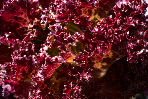 Radiant Red Curly Lettuce Close-Up