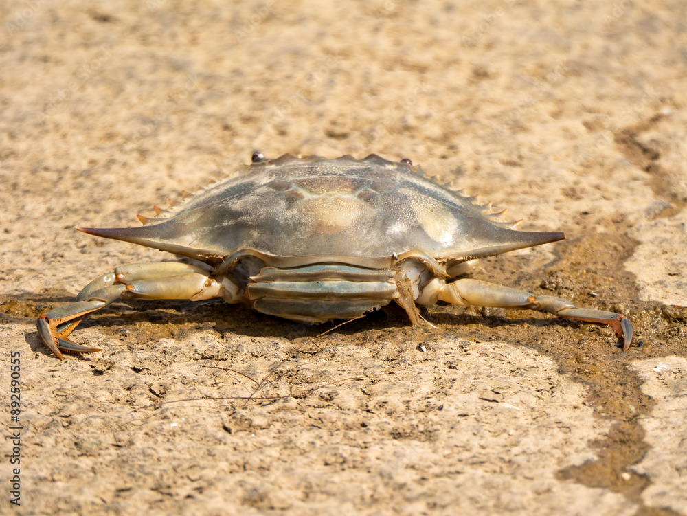 Blue Crab on the Coast (Callinectes sapidus) Blue Crab on the Coast (Callinectes sapidus)