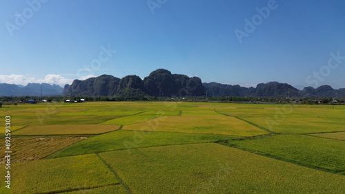 Obraz na plátně landscape with green ricefield and blue sky